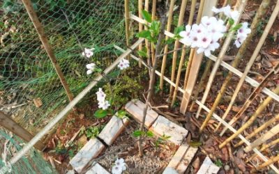 ໂຄງການກໍ່ສ້າງສວນ ແລະ ປູກຕົ້ນຊາກຸລະ ຢູ່ທີ່ເມືອງວຽງໄຊ